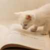 読書をする猫
